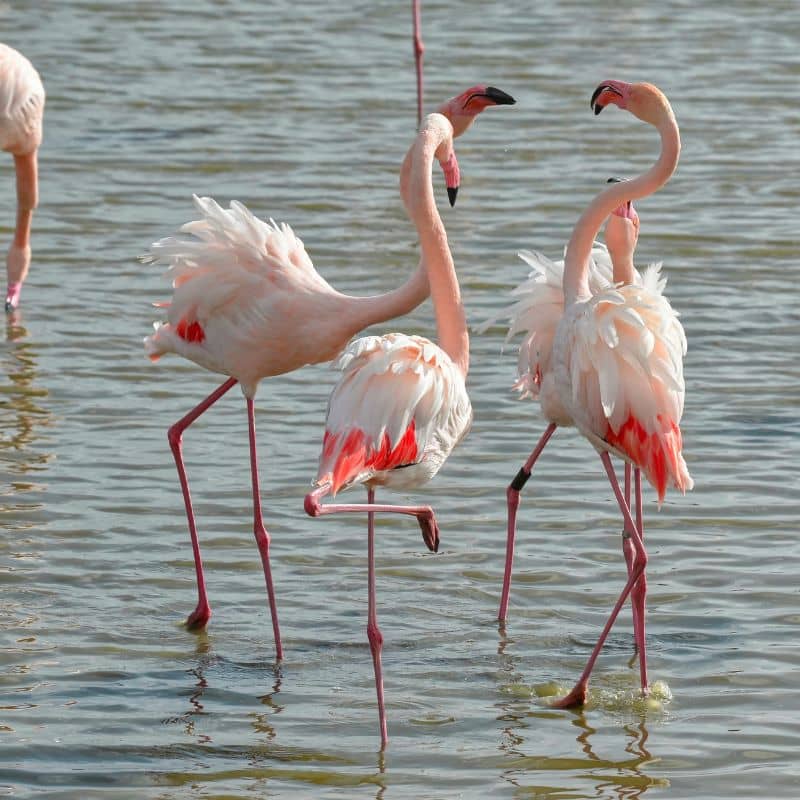 flamencos-formentera