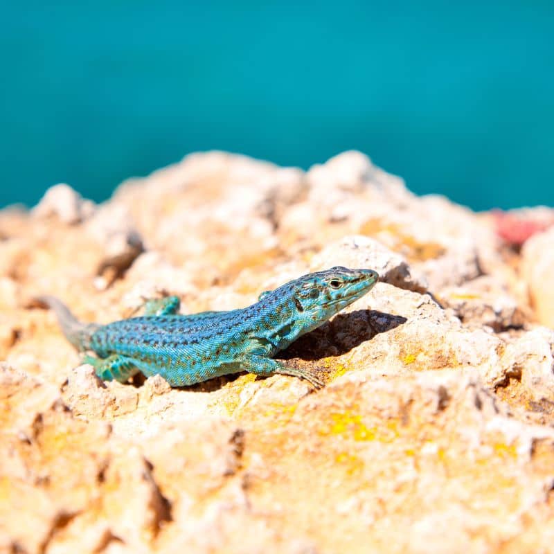 largartija-formentera